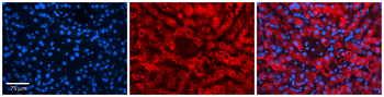 FKBP8 Rabbit Polyclonal Antibody