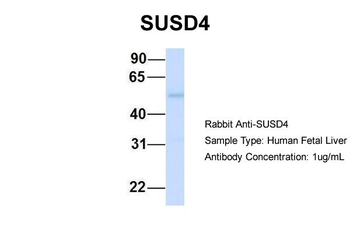 SUSD4 Rabbit Polyclonal Antibody