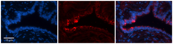 NETO2 Rabbit Polyclonal Antibody