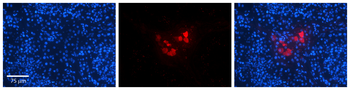 CREBZF Rabbit Polyclonal Antibody