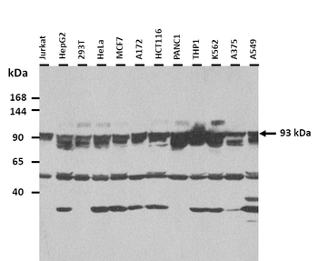 C21orf66 Rabbit Polyclonal Antibody