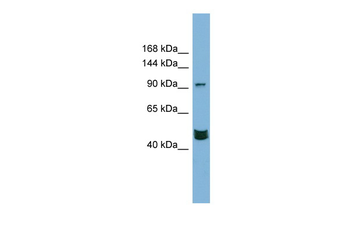 MAML3 Rabbit Polyclonal Antibody