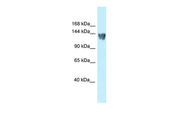 Xpo5 Rabbit Polyclonal Antibody