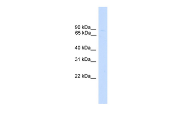 ZNF483 Rabbit Polyclonal Antibody