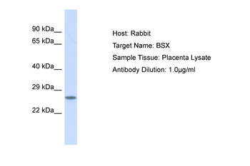 BSX Rabbit Polyclonal Antibody