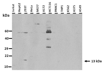 PLAC8 Rabbit Polyclonal Antibody