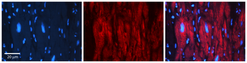 PEA15 Rabbit Polyclonal Antibody