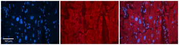 SELENBP1 Rabbit Polyclonal Antibody