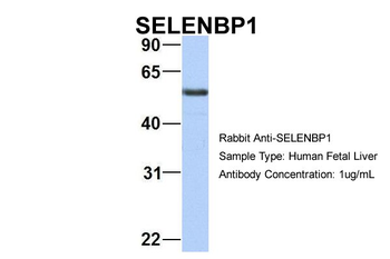 SELENBP1 Rabbit Polyclonal Antibody