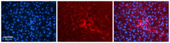 FNTA Rabbit Polyclonal Antibody