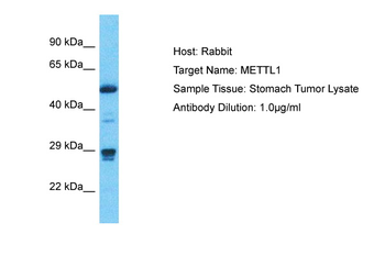 METTL1 Rabbit Polyclonal Antibody