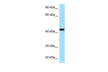 Gmppb Rabbit Polyclonal Antibody