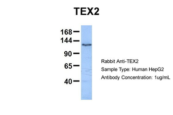 TEX2 Rabbit Polyclonal Antibody