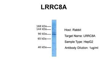 LRRC8A Rabbit Polyclonal Antibody