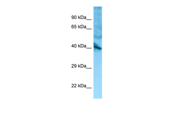 GPR137 Rabbit Polyclonal Antibody