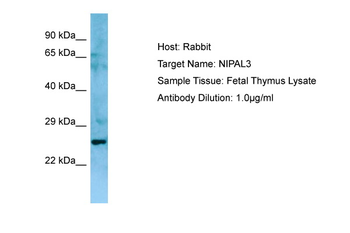 NIPAL3 Rabbit Polyclonal Antibody