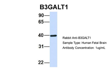 B3GALT1 Rabbit Polyclonal Antibody