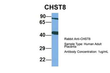 CHST8 Rabbit Polyclonal Antibody