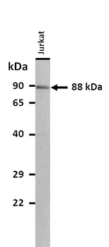 CDH24 Rabbit Polyclonal Antibody