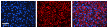 CYP3A43 Rabbit Polyclonal Antibody