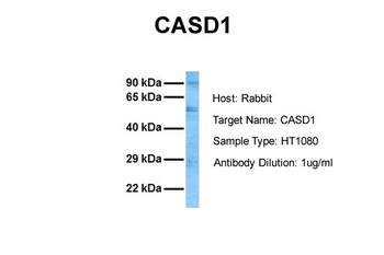 CASD1 Rabbit Polyclonal Antibody