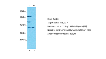 LENG4 Rabbit Polyclonal Antibody