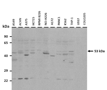 LENG4 Rabbit Polyclonal Antibody