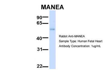 MANEA Rabbit Polyclonal Antibody