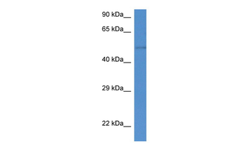 St6gal2 Rabbit Polyclonal Antibody