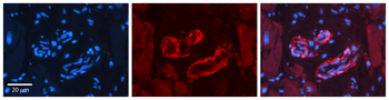 SPRY2 Rabbit Polyclonal Antibody