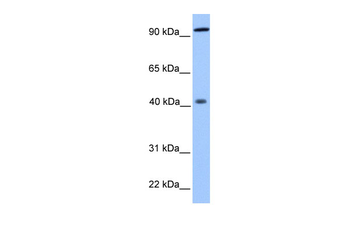 PYGO1 Rabbit Polyclonal Antibody