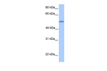 ZNF708 Rabbit Polyclonal Antibody