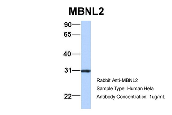 MBNL2 Rabbit Polyclonal Antibody