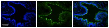 MTX2 Rabbit Polyclonal Antibody