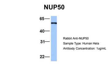 NUP50 Rabbit Polyclonal Antibody