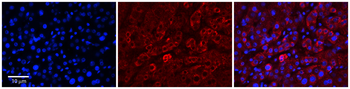 CHP Rabbit Polyclonal Antibody