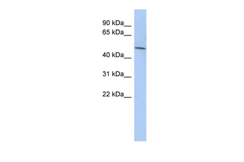 LRRC42 Rabbit Polyclonal Antibody
