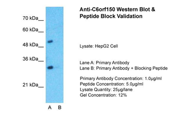 CGAS Rabbit Polyclonal Antibody
