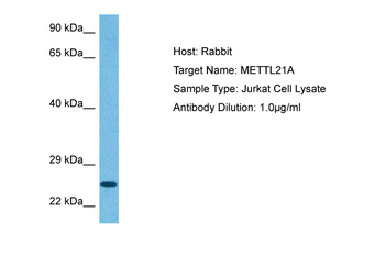 FAM119A Rabbit Polyclonal Antibody
