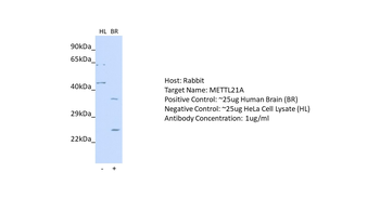 FAM119A Rabbit Polyclonal Antibody