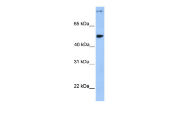 CCDC50 Rabbit Polyclonal Antibody