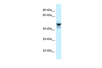 Phactr3 Rabbit Polyclonal Antibody