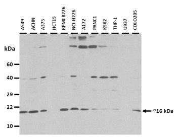 ISCA2 Rabbit Polyclonal Antibody