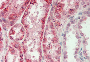Cdkn3 Rabbit Polyclonal Antibody