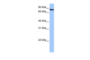 UBQLN3 Rabbit Polyclonal Antibody