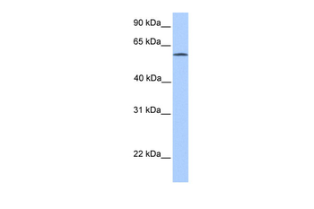 ACSBG2 Rabbit Polyclonal Antibody