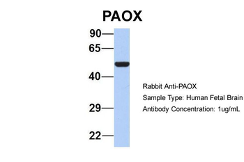 PAOX Rabbit Polyclonal Antibody