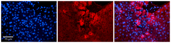 ZC3H14 Rabbit Polyclonal Antibody