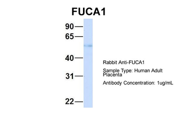 FUCA1 Rabbit Polyclonal Antibody