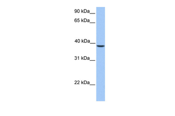 SUNC1 Rabbit Polyclonal Antibody
